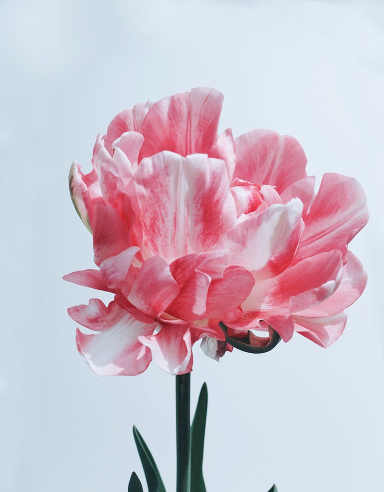 A stunning close-up of a pink and white tulip flower in full bloom.